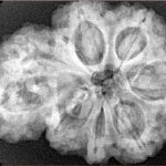 Sawar/Ganesh (6+1) 32.9mm 7.57gm - Xray