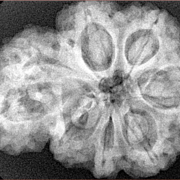 Sawar/Ganesh (6+1) 32.9mm 7.57gm - Xray