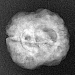 2 Mukhi Rudraksha 22.8mm 2.3gm - Xray