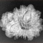 Sawar/Ganesh (13+1) 24.2mm 3gm - Xray