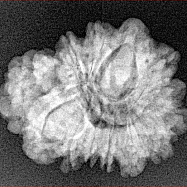 Sawar/Ganesh (13+1) 24.2mm 3gm - Xray