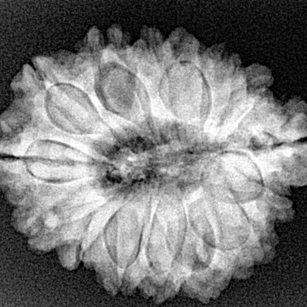 Sawar/Ganesh (14+1) 25.6mm 4.59gm - Xray