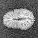 19 Mukhi Rudraksha 14.9mm 0.59gm - Xray