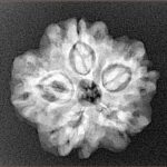 1MK(Underdeveloped) 22.3mm 3.61gm - Xray