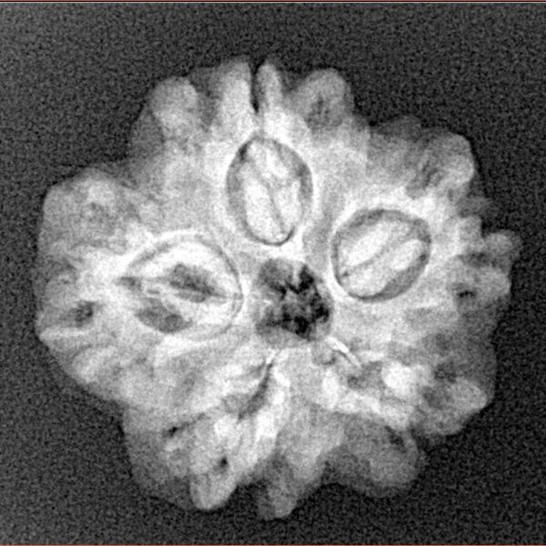 1MK(Underdeveloped) 22.3mm 3.61gm - Xray