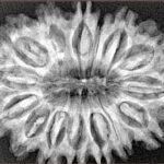 15 Mukhi Rudraksha 33.6mm 6.19gm - Xray