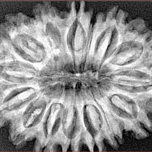 15 Mukhi Rudraksha 33.6mm 6.19gm - Xray