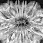 11 Mukhi Rudraksha 37mm 10.27gm - Xray