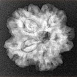 1MK(Underdeveloped) 23.1mm 4.17gm - Xray