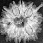 12 Mukhi Ganesh 24mm 4.51gm - Xray