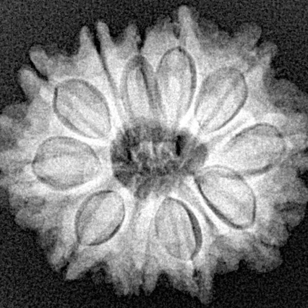 11 Mukhi Rudraksha 23.9mm 4.14gm - Xray