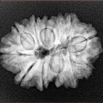 11 Mukhi Rudraksha 25.4mm 3.86gm - Xray