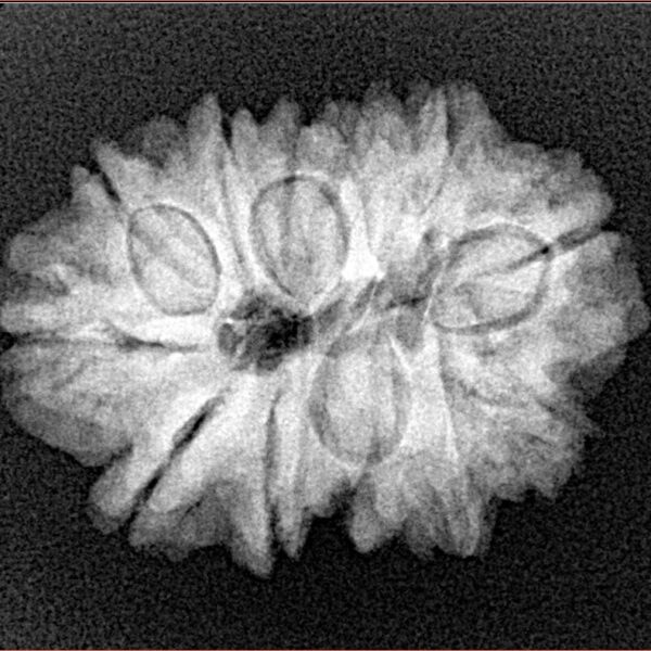 11 Mukhi Rudraksha 25.4mm 3.86gm - Xray