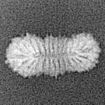 27 Mukhi Rudraksha 14.9mm 0.36gm - Xray