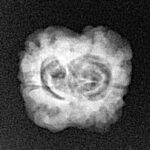 2 Mukhi Rudraksha 23.5mm 1.73gm - Origin: Nepal - Xray