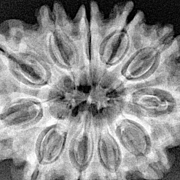 11 Mukhi Rudraksha 31.9mm 7.39gm - Xray