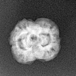 2 Mukhi Rudraksha 21.3mm 2gm - Xray