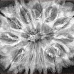 12 Mukhi Rudraksha 34mm 5.9gm - Xray