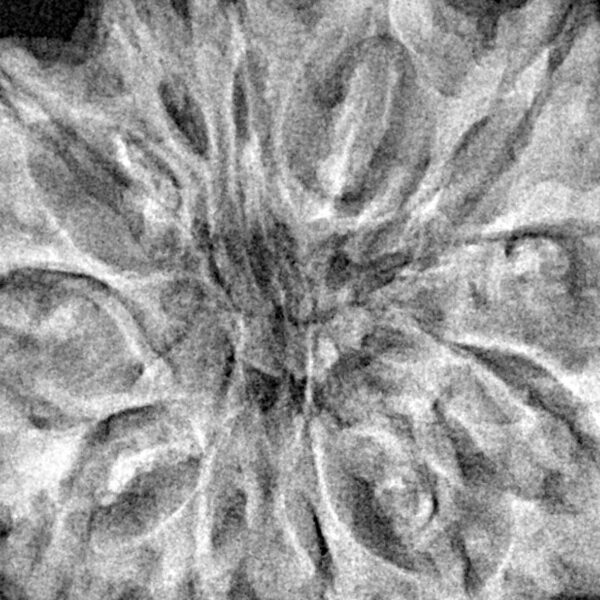 12 Mukhi Rudraksha 33.5mm 6.54gm - Xray