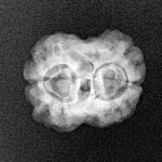 2 Mukhi Rudraksha 19.8mm 1.76gm - Xray