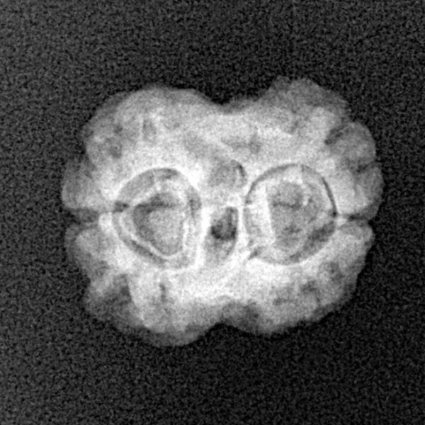 2 Mukhi Rudraksha 19.8mm 1.76gm - Xray