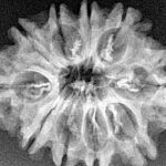 10 Mukhi Rudraksha 27.2mm 3.45gm - Xray