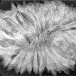 21 Mukhi Rudraksha 34.2mm 7.62gm - Xray