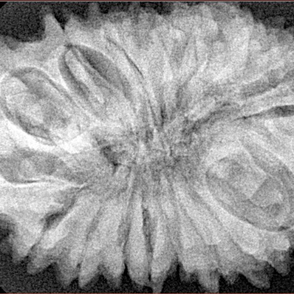 21 Mukhi Rudraksha 34.2mm 7.62gm - Xray