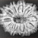 12 Mukhi Rudraksha 28.1mm 4.7gm - Xray