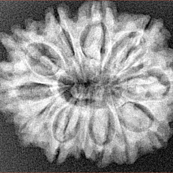 12 Mukhi Rudraksha 28.1mm 4.7gm - Xray