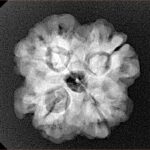 1MK(Underdeveloped) 22.5mm 3.85gm - Xray