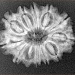 12 Mukhi Rudraksha 25.5mm 3.44gm - Xray