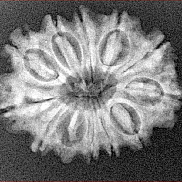 12 Mukhi Rudraksha 25.5mm 3.44gm - Xray