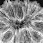 12 Mukhi Rudraksha 38mm 7.56gm - Xray