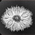 11 Mukhi Rudraksha 23.3mm 3.17gm - Xray