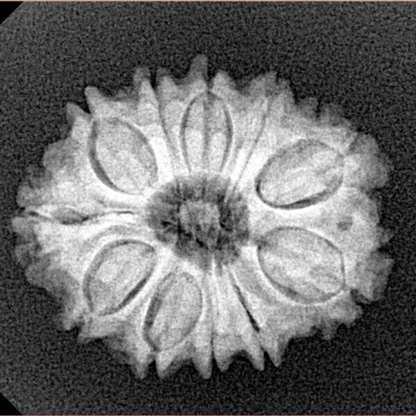 11 Mukhi Rudraksha 23.3mm 3.17gm - Xray