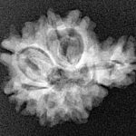 Sawar/Ganesh (7+1) 21.5mm 2.36gm - Xray