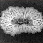 19 Mukhi Rudraksha 27.7mm 3.72gm - Xray