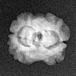 2 Mukhi Rudraksha 18.4mm 1.29gm - Xray