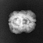 2 Mukhi Rudraksha 21.5mm 1.84gm - Xray