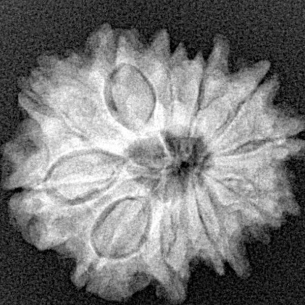 11 Mukhi Rudraksha 23mm 3.7gm - Xray