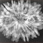 12 Mukhi Rudraksha 30mm 4.11gm - Xray