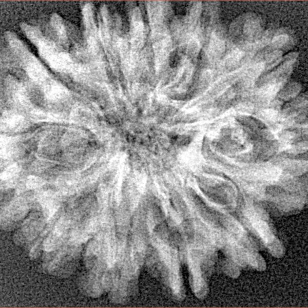 12 Mukhi Rudraksha 30mm 4.11gm - Xray