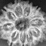 10 Mukhi Rudraksha 27.3mm 3.68gm - Xray