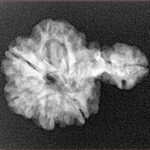 Sawar/Ganesh (6+1) 24.7mm 2.61gm - Xray