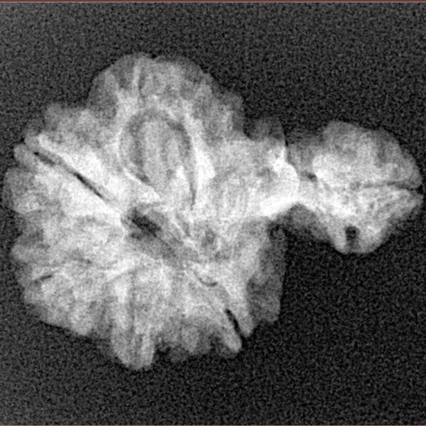 Sawar/Ganesh (6+1) 24.7mm 2.61gm - Xray