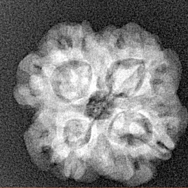 1MK(Underdeveloped) 21.4mm 3.18gm - Xray