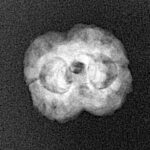 2 Mukhi Rudraksha 19.4mm 1.46gm - Xray