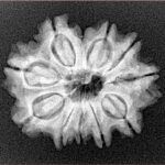 11 Mukhi Rudraksha 24.4mm 3.57gm - Xray
