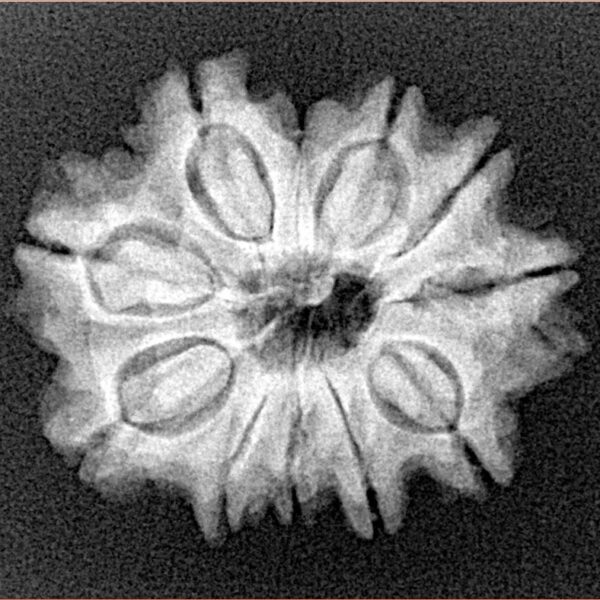 11 Mukhi Rudraksha 24.4mm 3.57gm - Xray